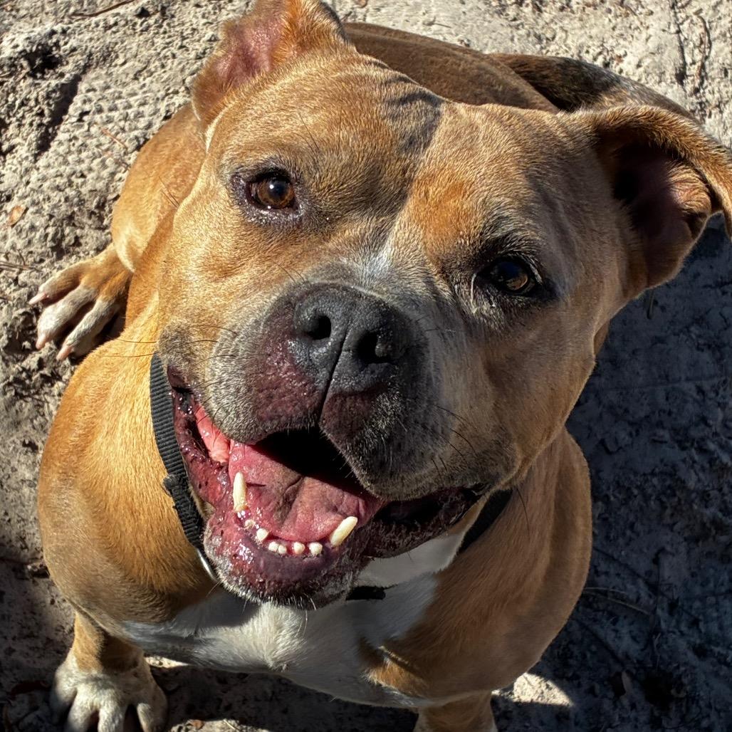 Enlarge Coco 28185, a Adoptable Mixed Breed in Middleburg, FL image 1/4