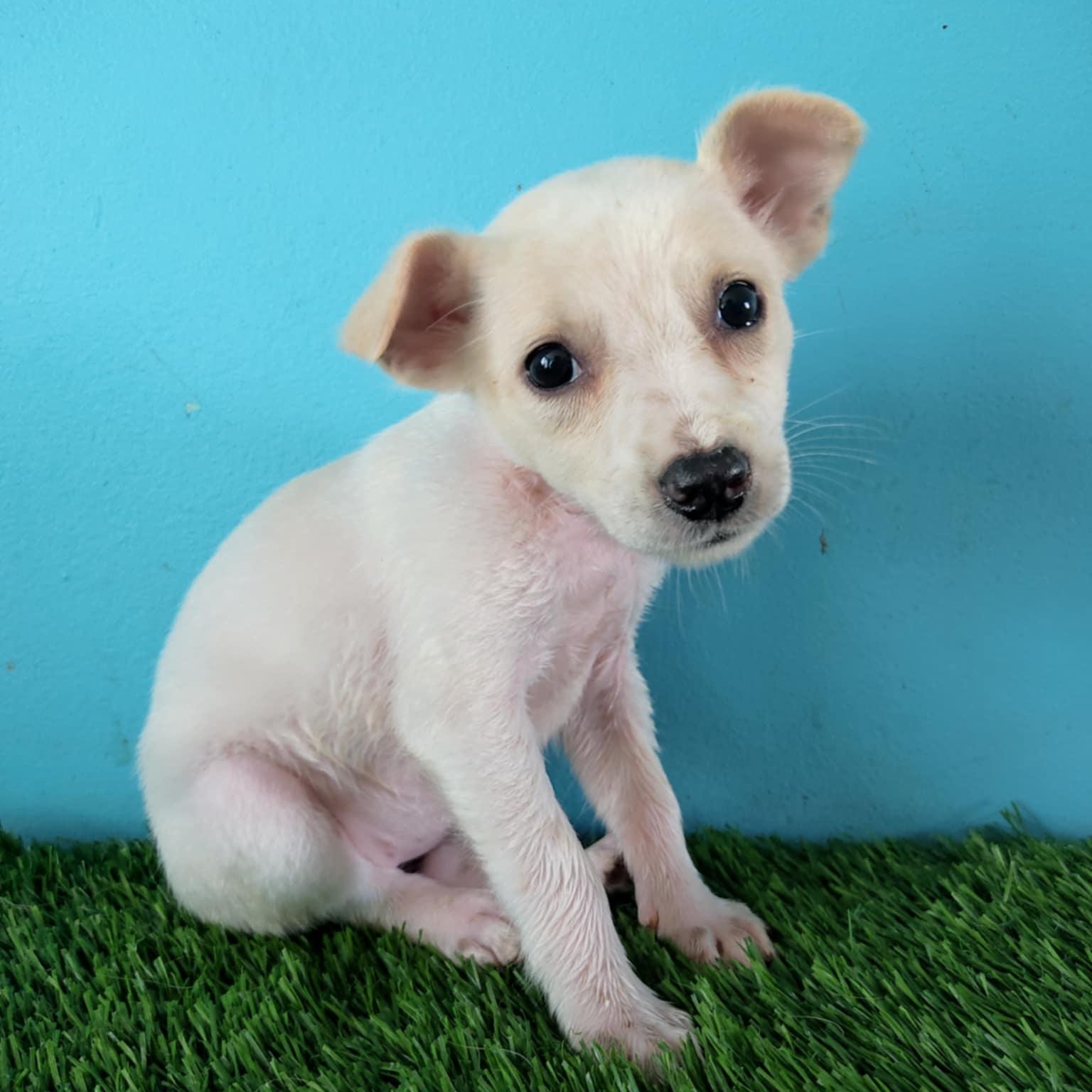 Ruby, a Adoptable mixed breed in Tijuana, BCN image 1/6