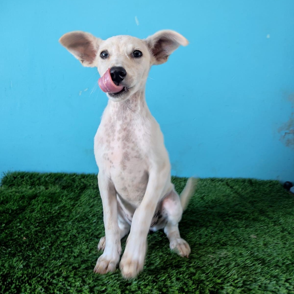 Ruby, a Adoptable mixed breed in Tijuana, BCN image 3/6