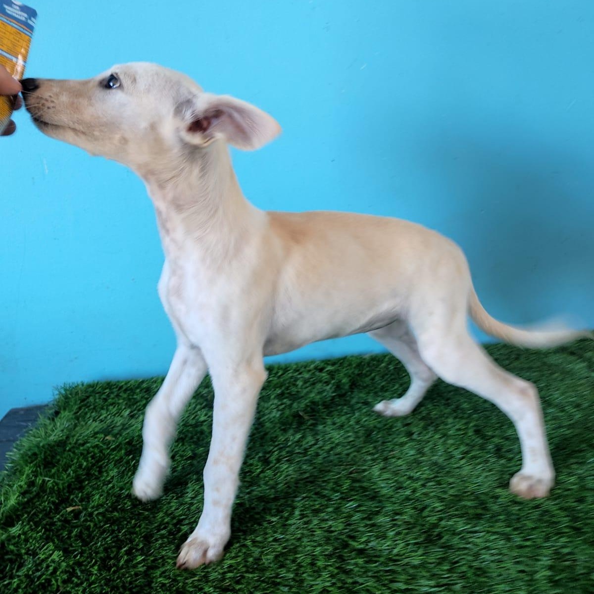 Ruby, a Adoptable mixed breed in Tijuana, BCN image 6/6