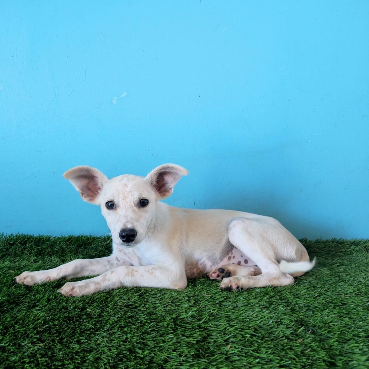 Ruby, a Adoptable mixed breed in Tijuana, BCN image 5/6
