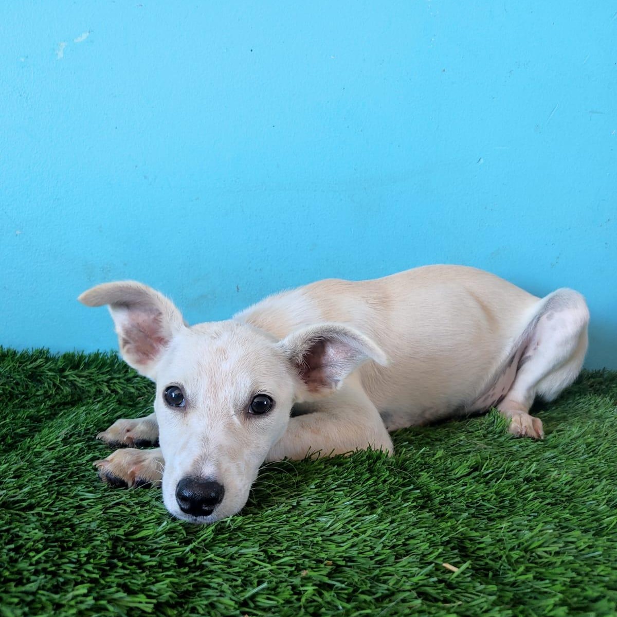 Ruby, a Adoptable mixed breed in Tijuana, BCN image 4/6