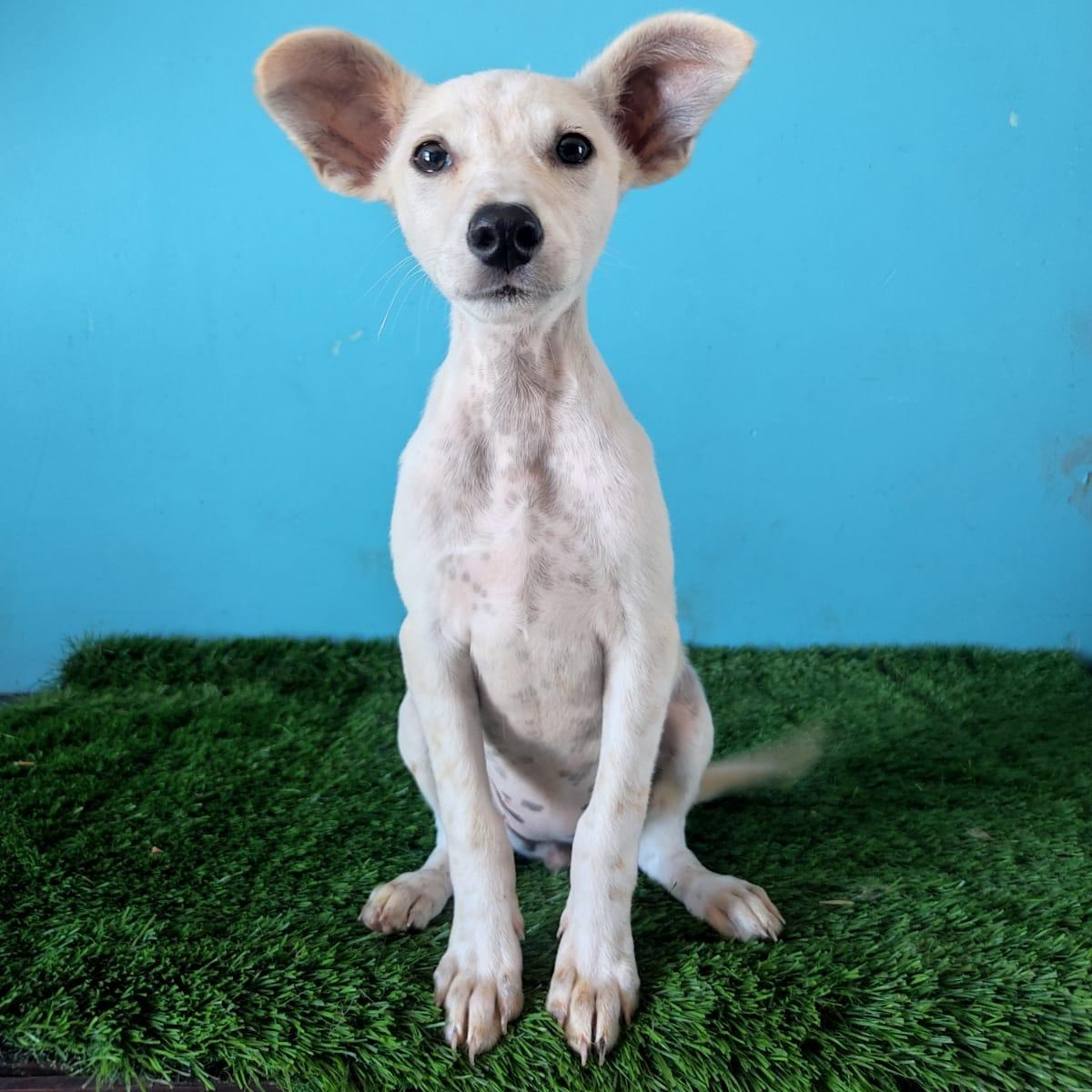 Ruby, a Adoptable mixed breed in Tijuana, BCN image 2/6