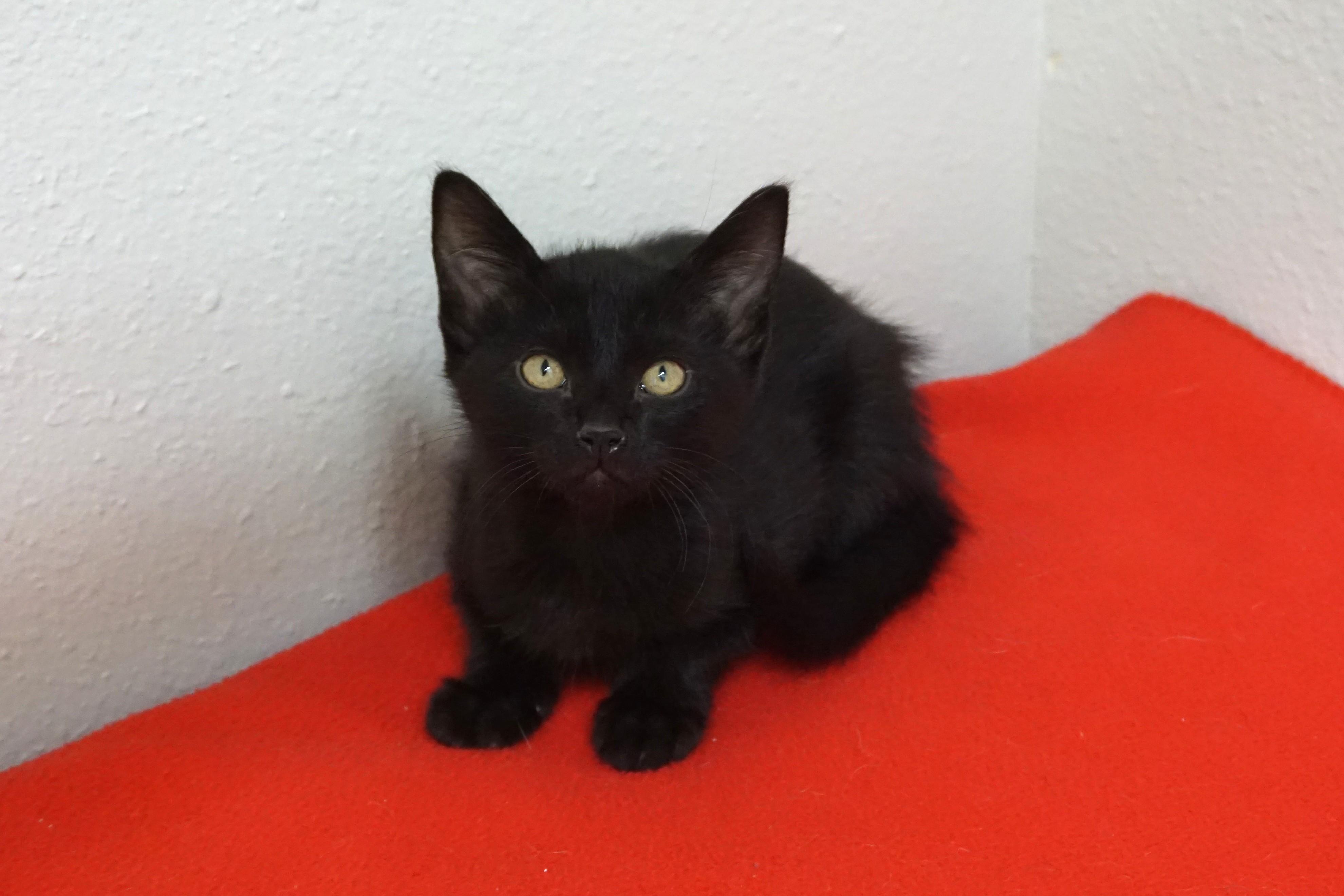 Enlarge Thin Mint, an adoptable Domestic Short Hair in Fountain Hills, AZ image 2/3