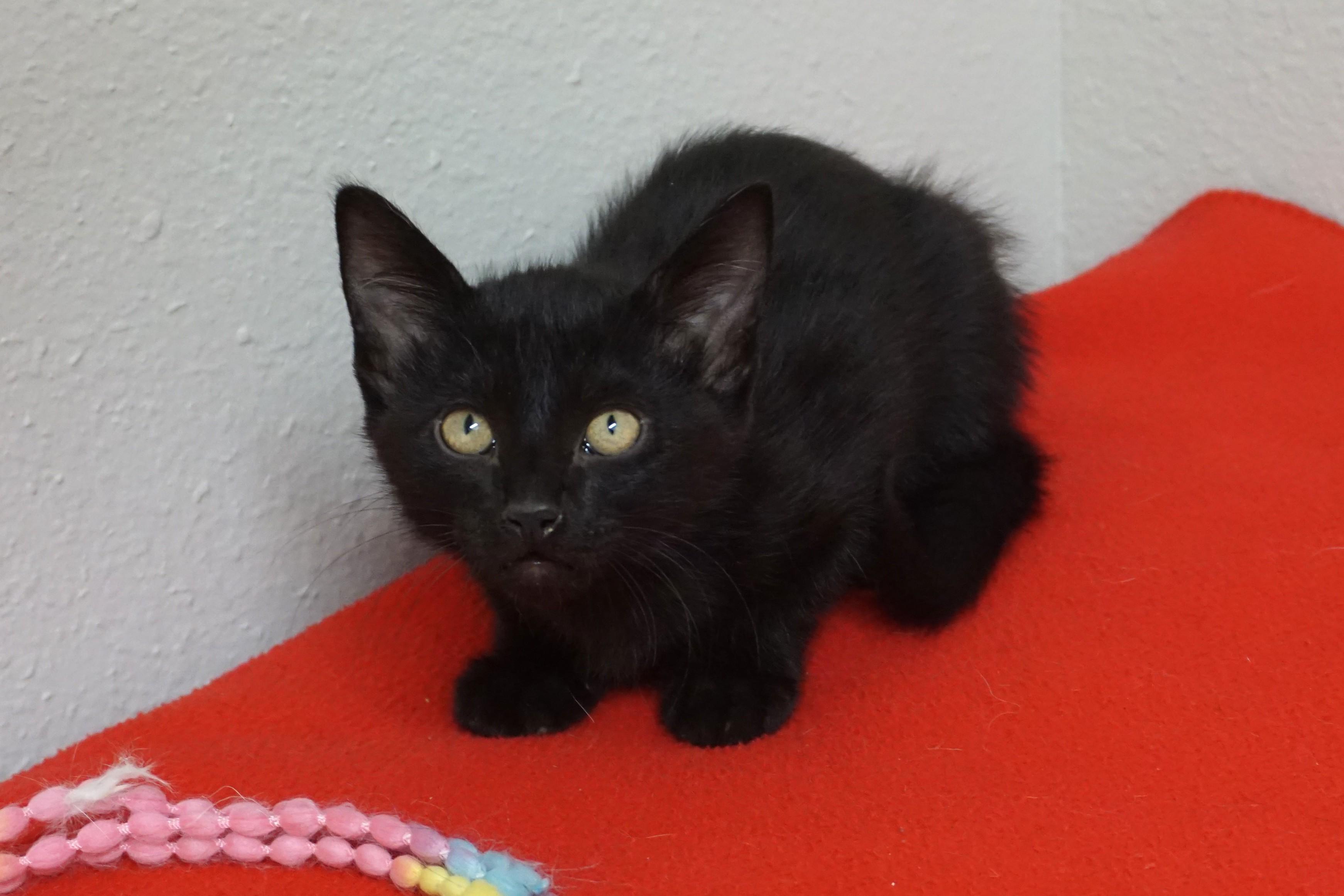 Enlarge Thin Mint, an adoptable Domestic Short Hair in Fountain Hills, AZ image 3/3