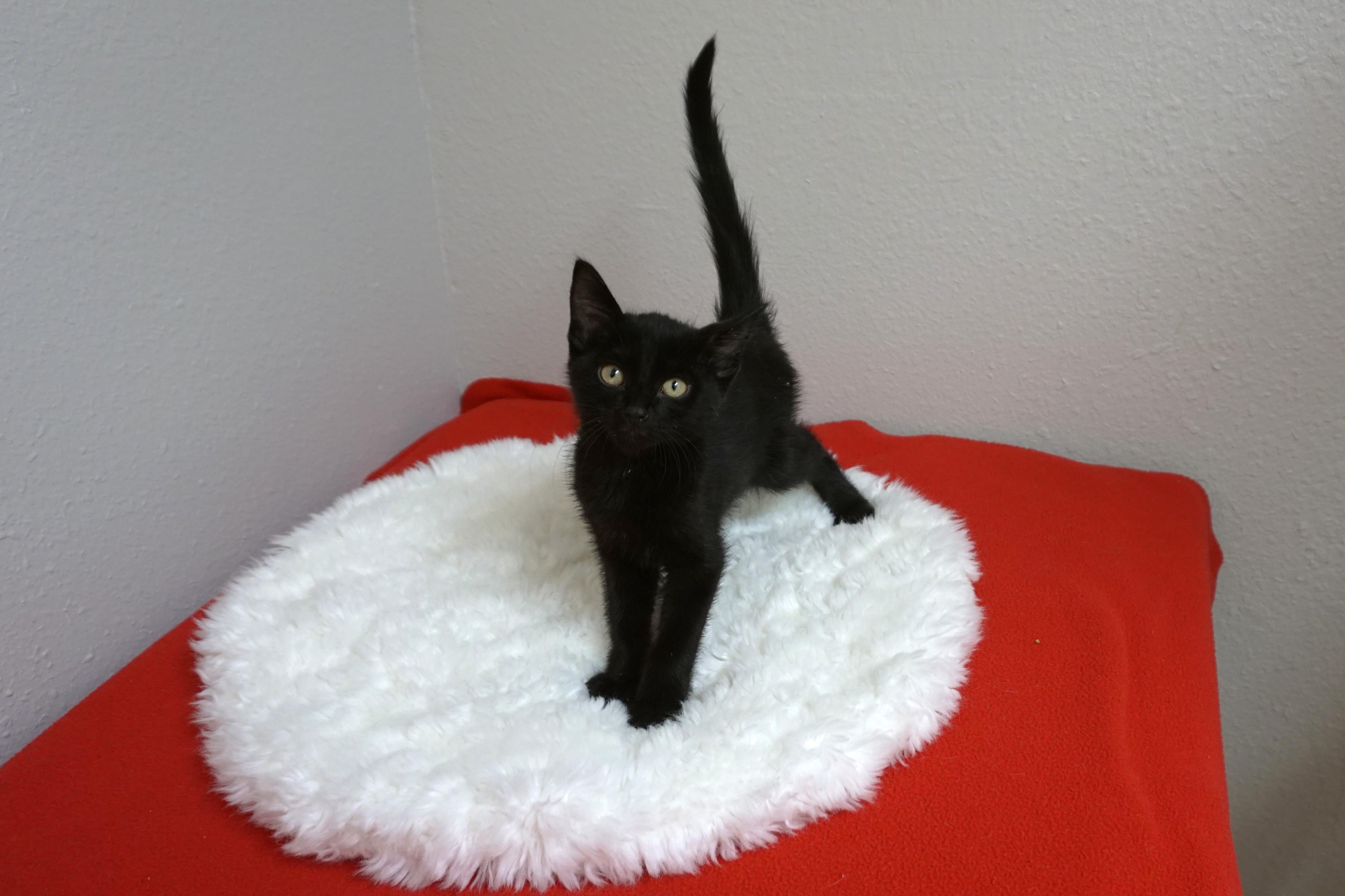 Thin Mint, adoptable, Kitten Male Domestic Short Hair.