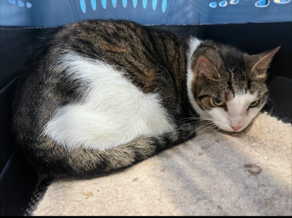 Gremlin, Adoptable, Adult Male Domestic Short Hair.