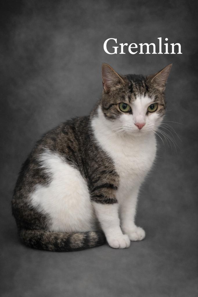 Enlarge Gremlin, a Adoptable mixed breed in Leonardtown, MD image 1/2