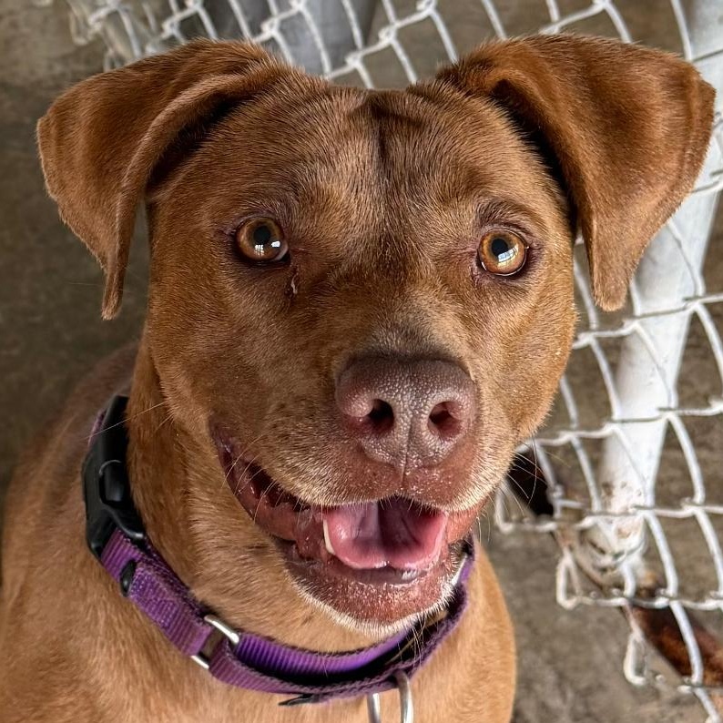 Hazel, Adoptable, Young Female Mixed Breed.