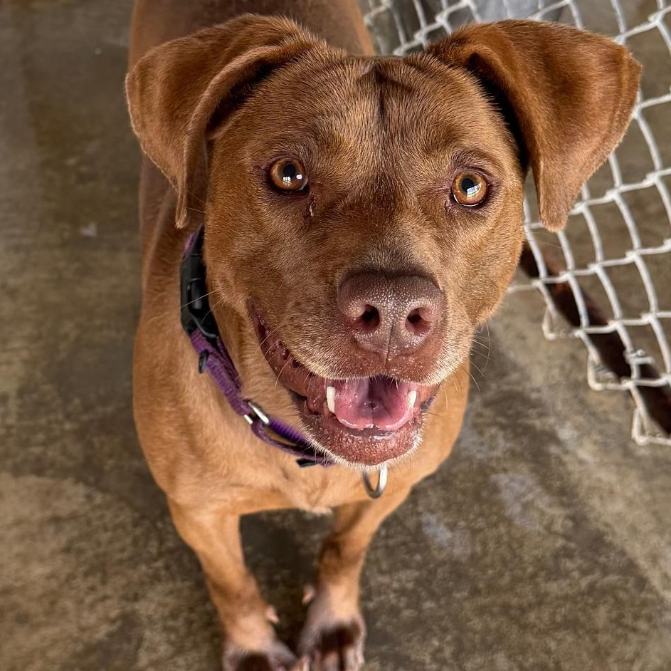 Enlarge Hazel, a Adoptable Mixed Breed in Spencer, IN image 2/2
