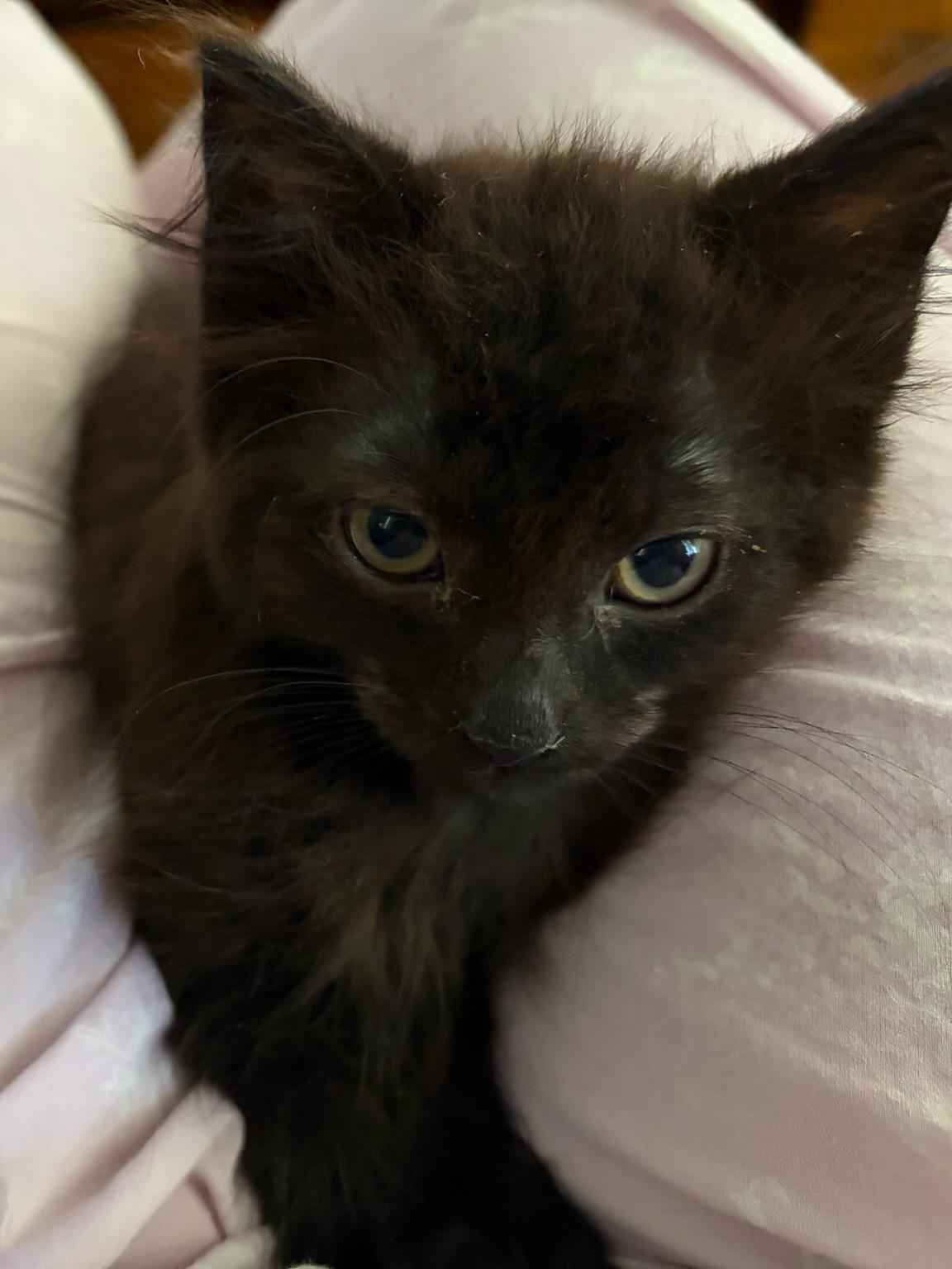 Ace, Adoptable, Kitten Male Domestic Long Hair.