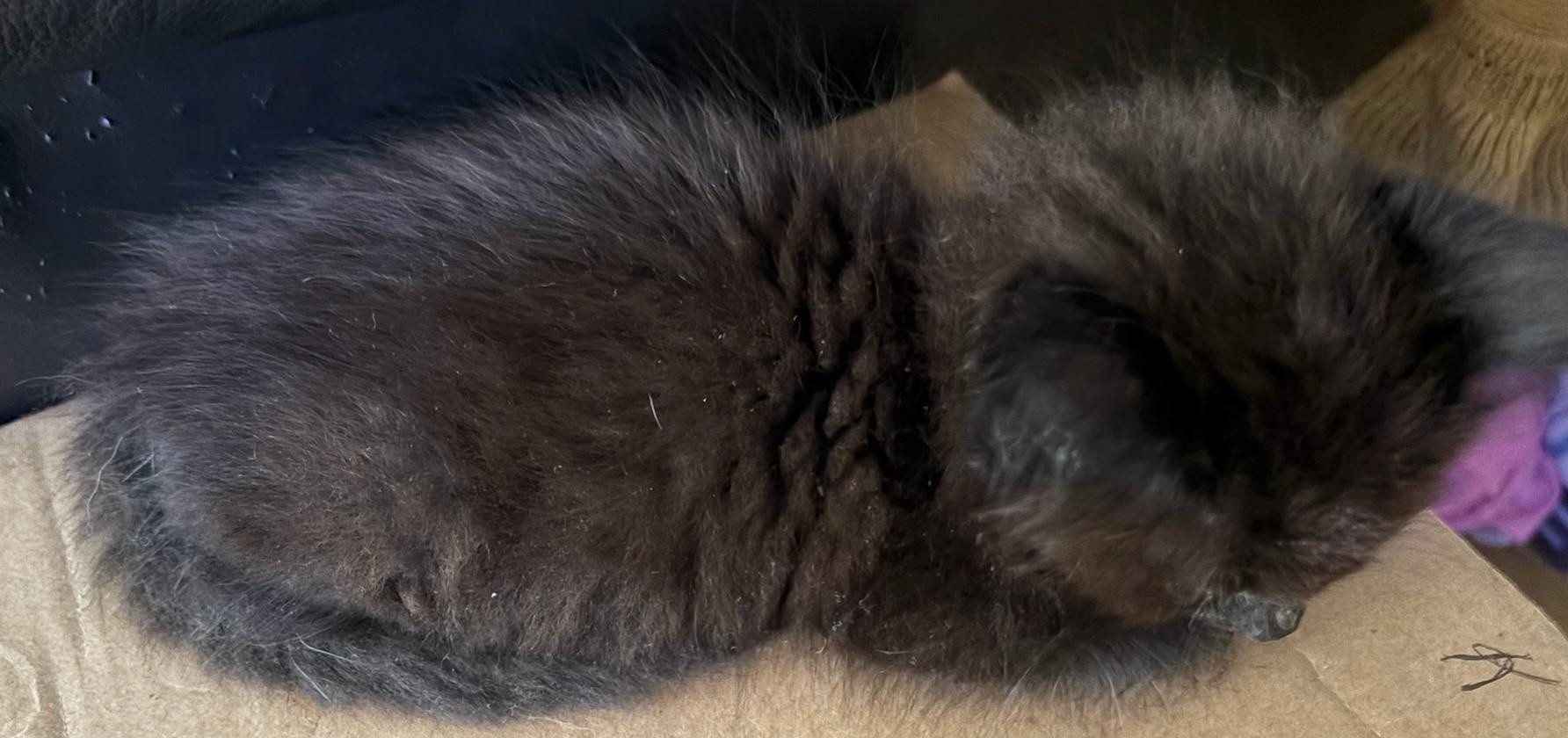 Ace, a Adoptable Domestic Long Hair in Beckley, WV image 2/2