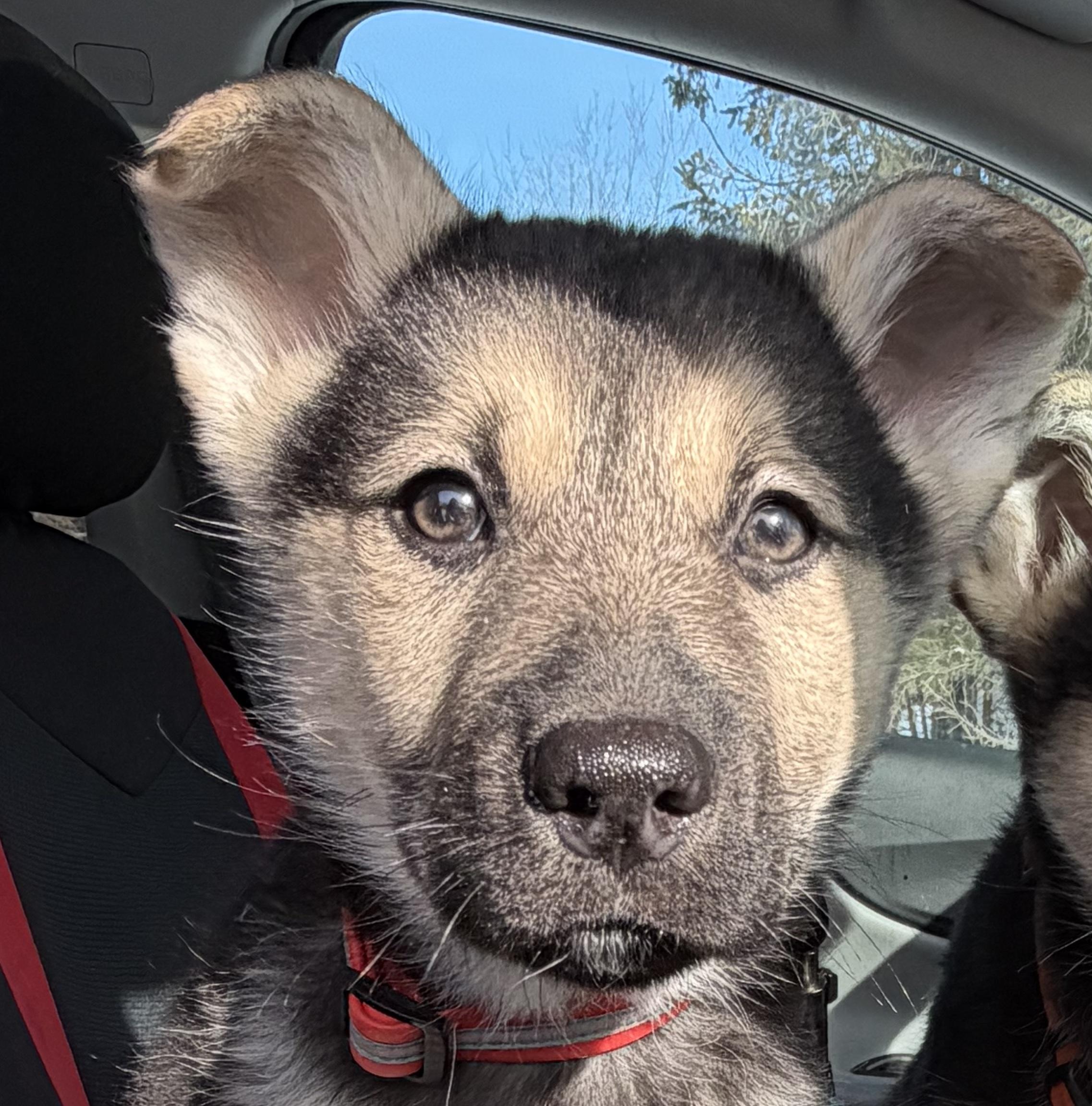 Enlarge Spike, a ADOPTABLE mixed breed in Oshawa, ON image 1/2