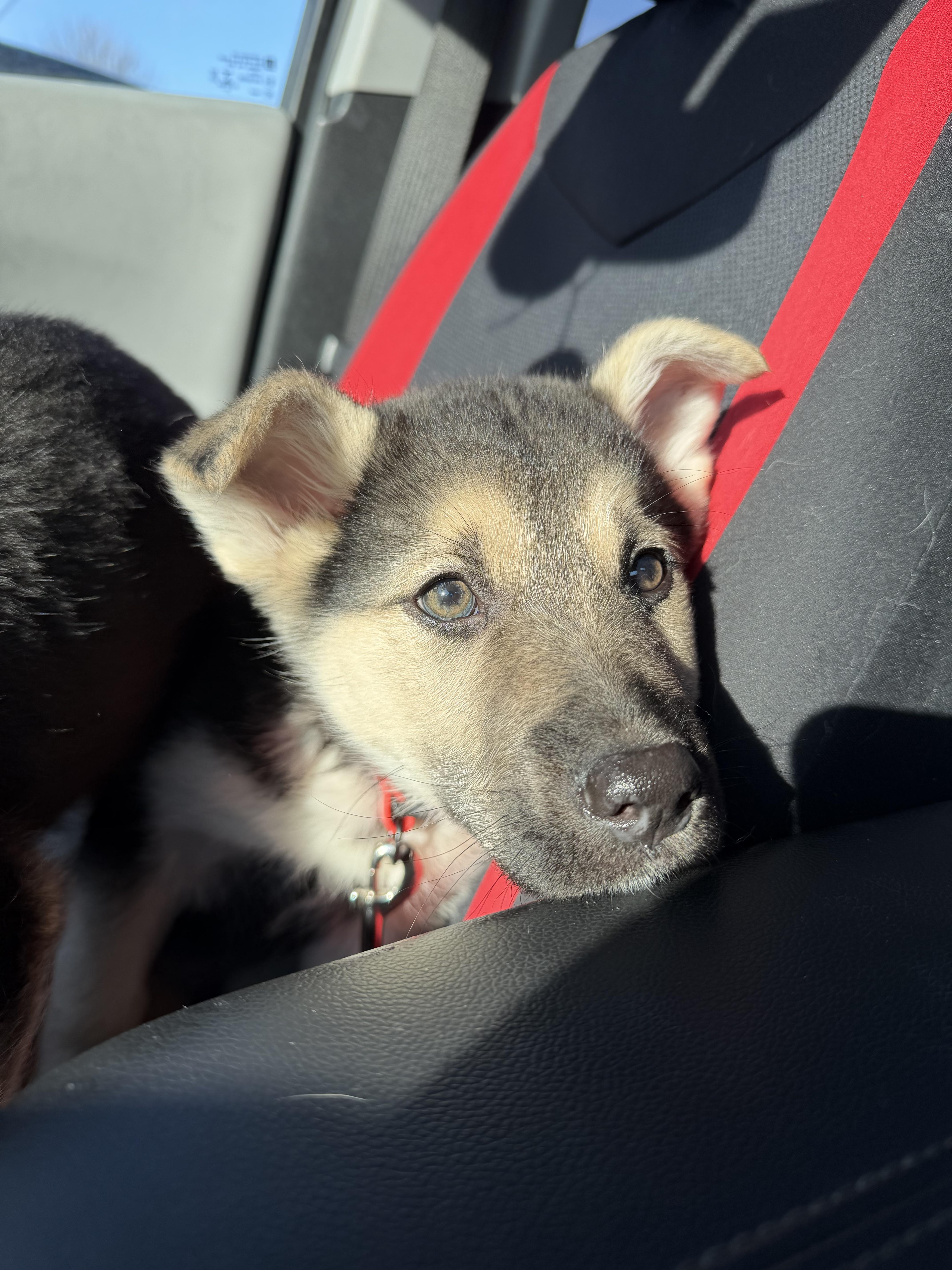 Enlarge Spike, a ADOPTABLE mixed breed in Oshawa, ON image 2/2