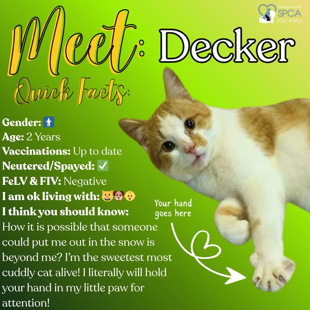 Decker, adopted, Adult Male Domestic Short Hair.