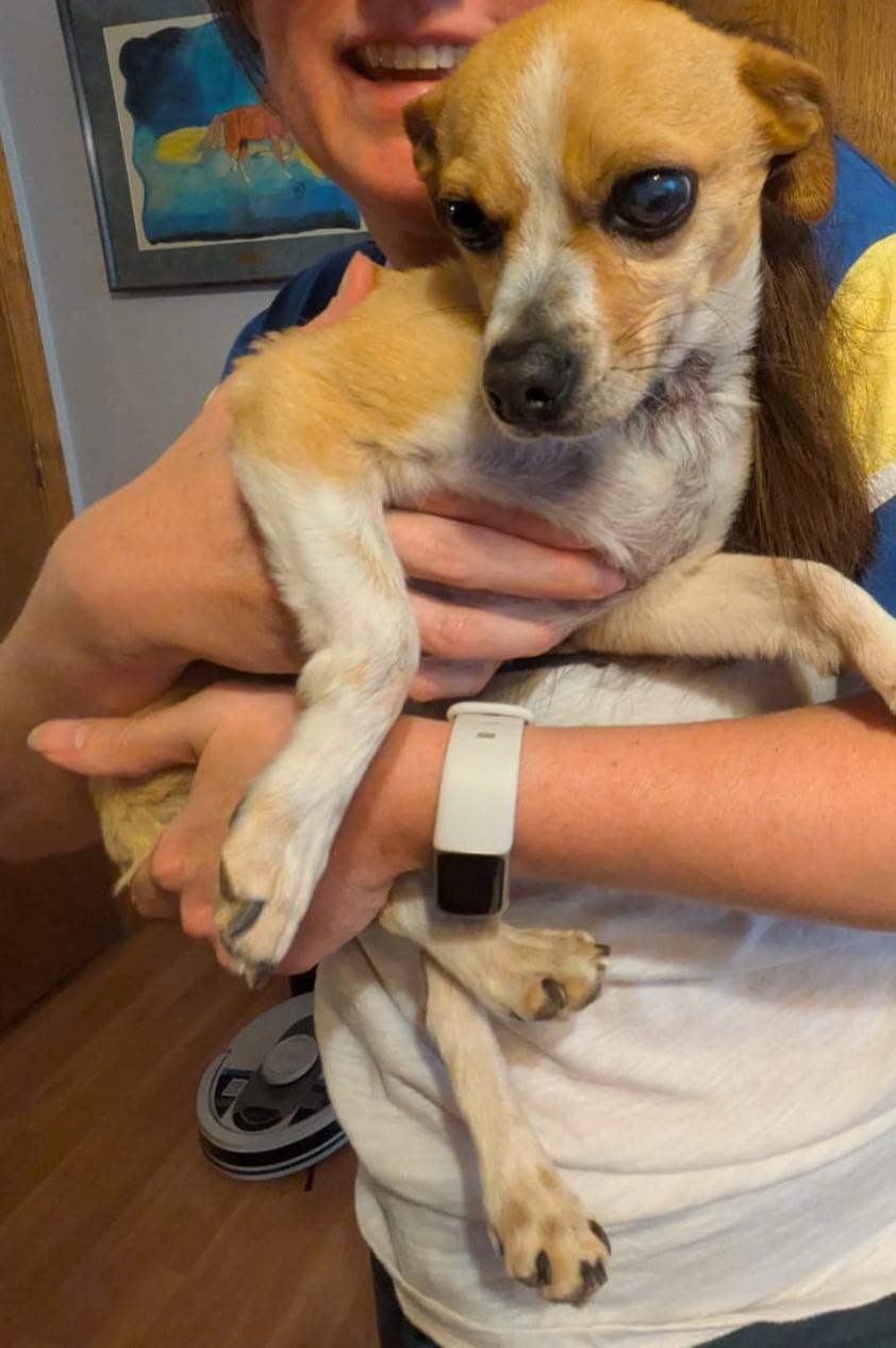 Mickey, ADOPTABLE, Adult Male Chihuahua.