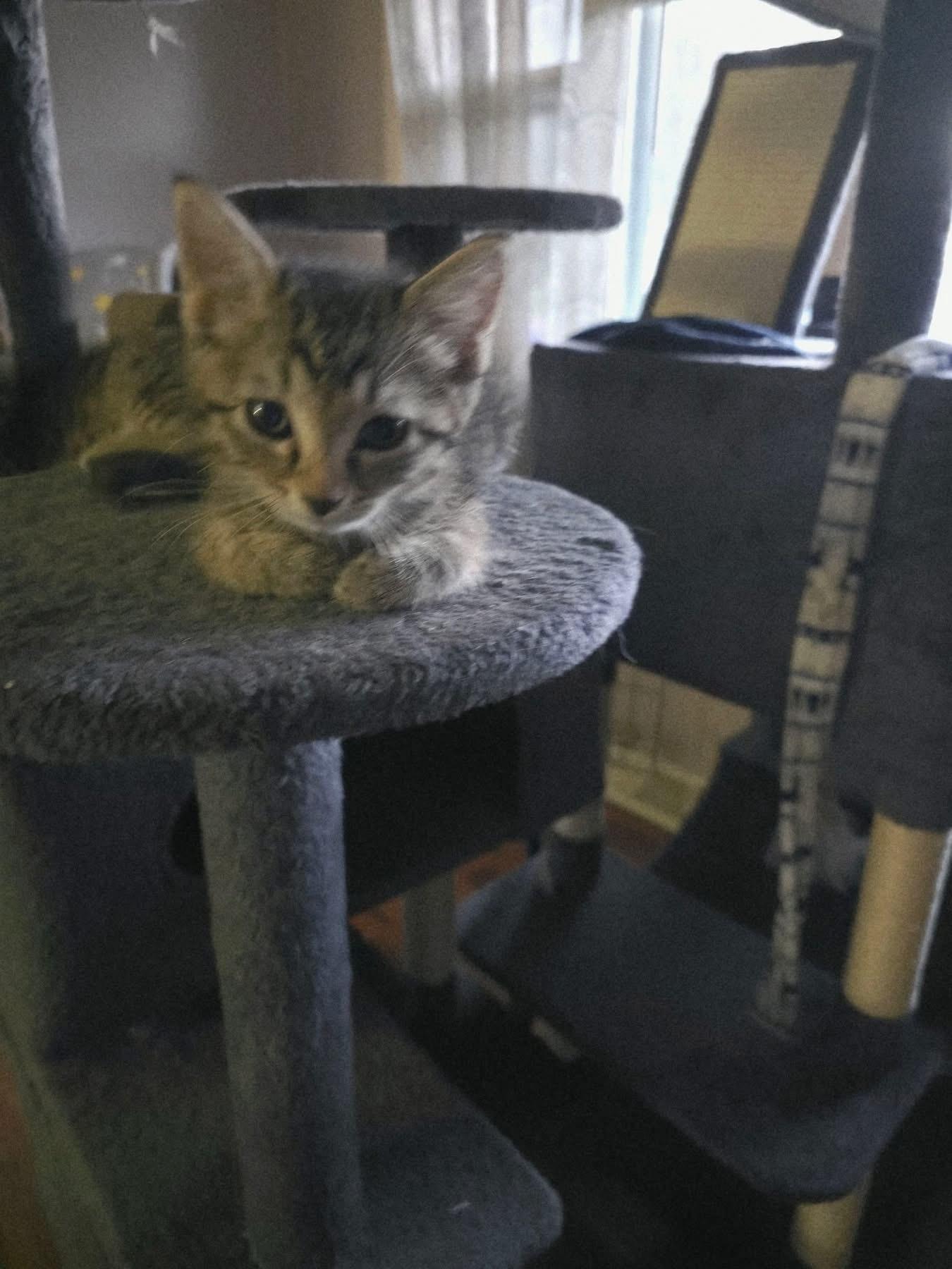 Enlarge Jax, a Adoptable Domestic Short Hair in Manhattan, KS image 2/2