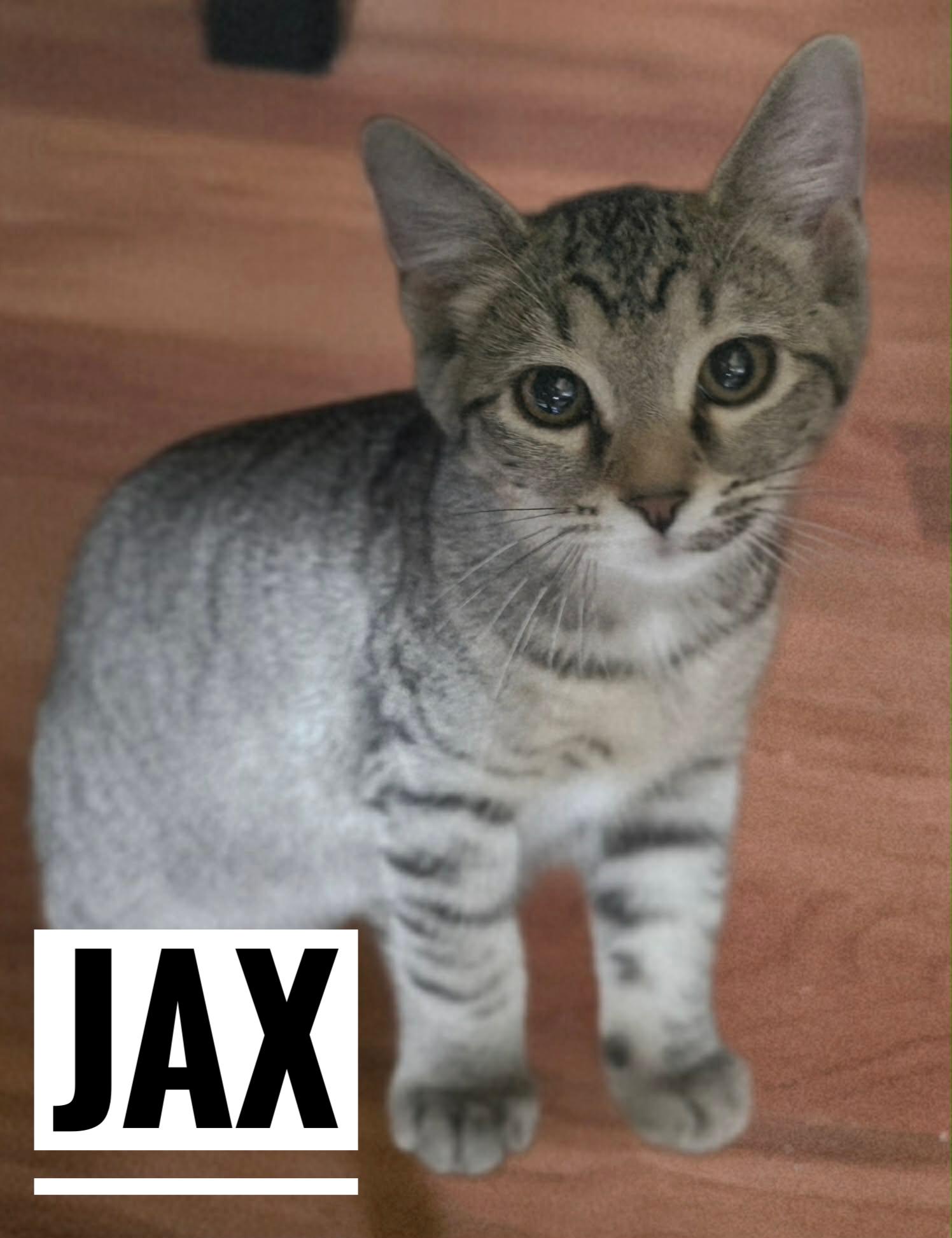 Enlarge Jax, a Adoptable Domestic Short Hair in Manhattan, KS image 1/2