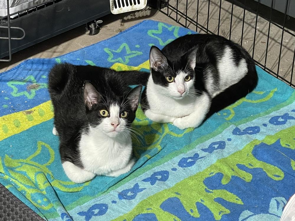 Milka, Adoptable, Kitten Male Domestic Short Hair.