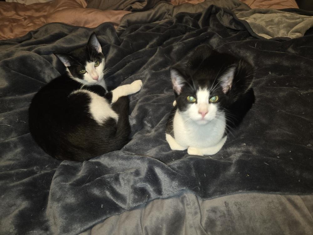 Milka, Adoptable, Kitten Male Domestic Short Hair.