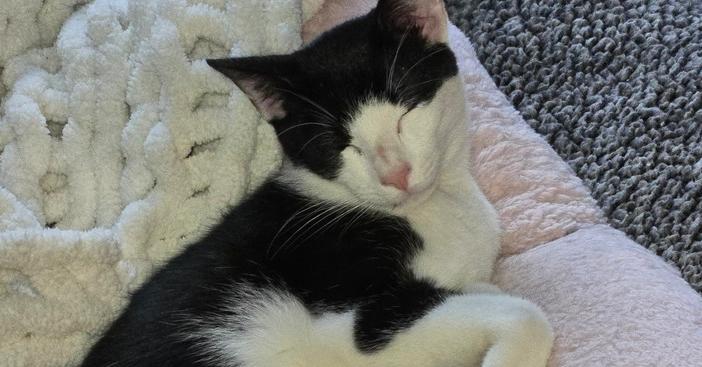 Milka, a Adoptable mixed breed in Olyphant, PA image 4/6