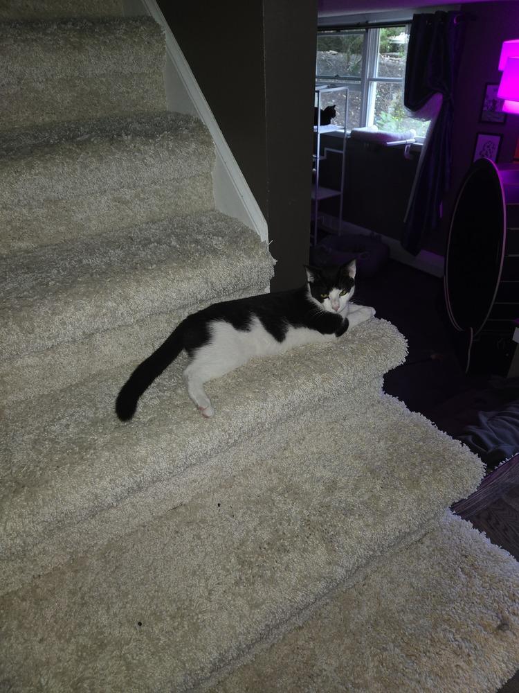 Milka, a Adoptable mixed breed in Olyphant, PA image 6/6