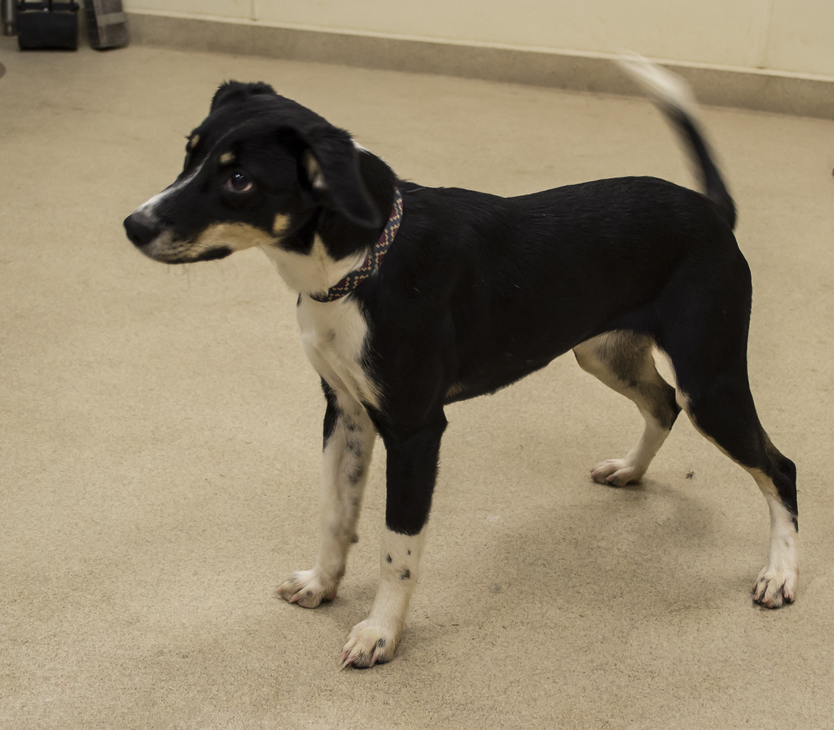 Daisy, a Adopted mixed breed in Chickasha, OK image 1/2