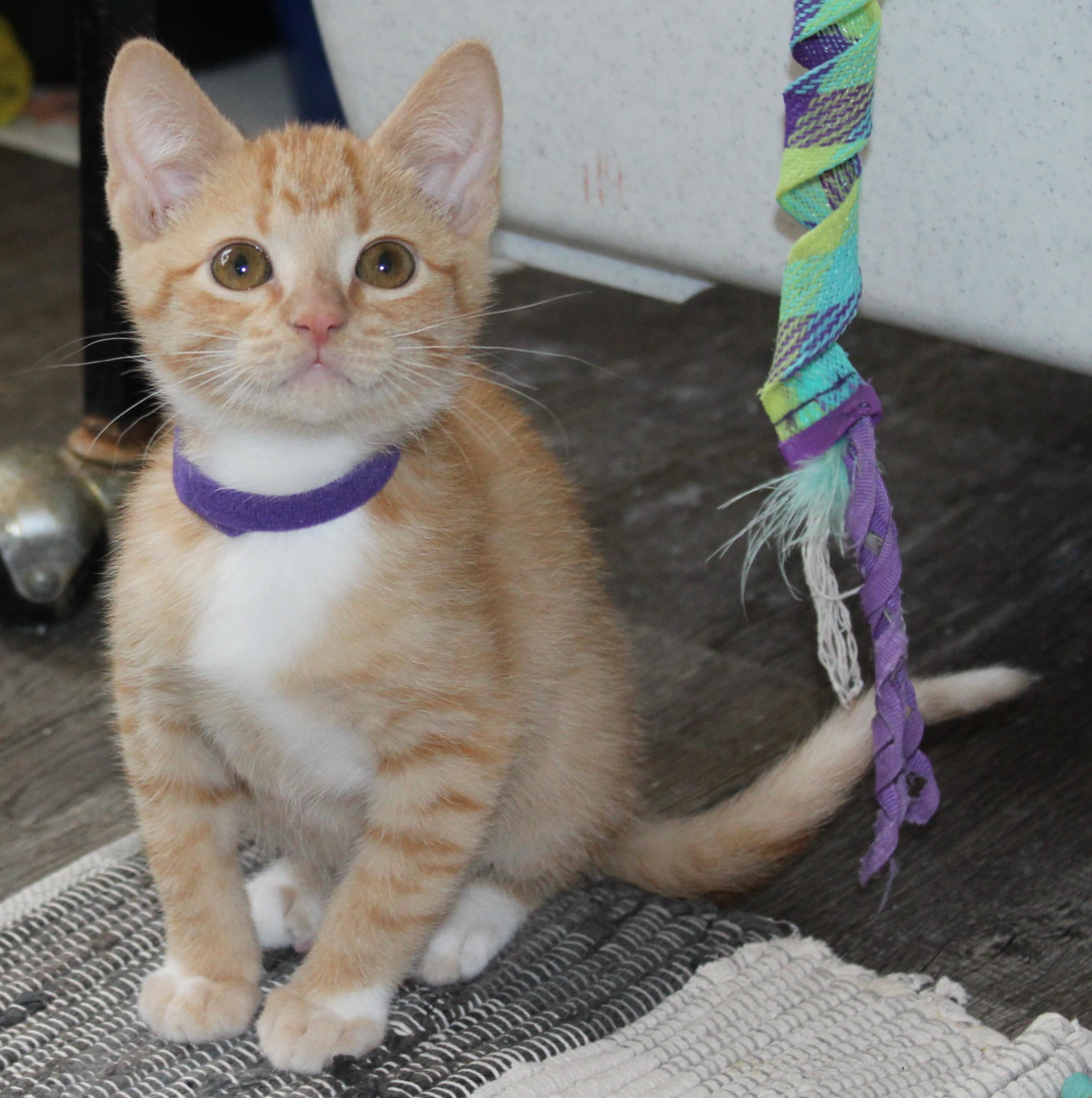 Cloe, Baby Female unknown