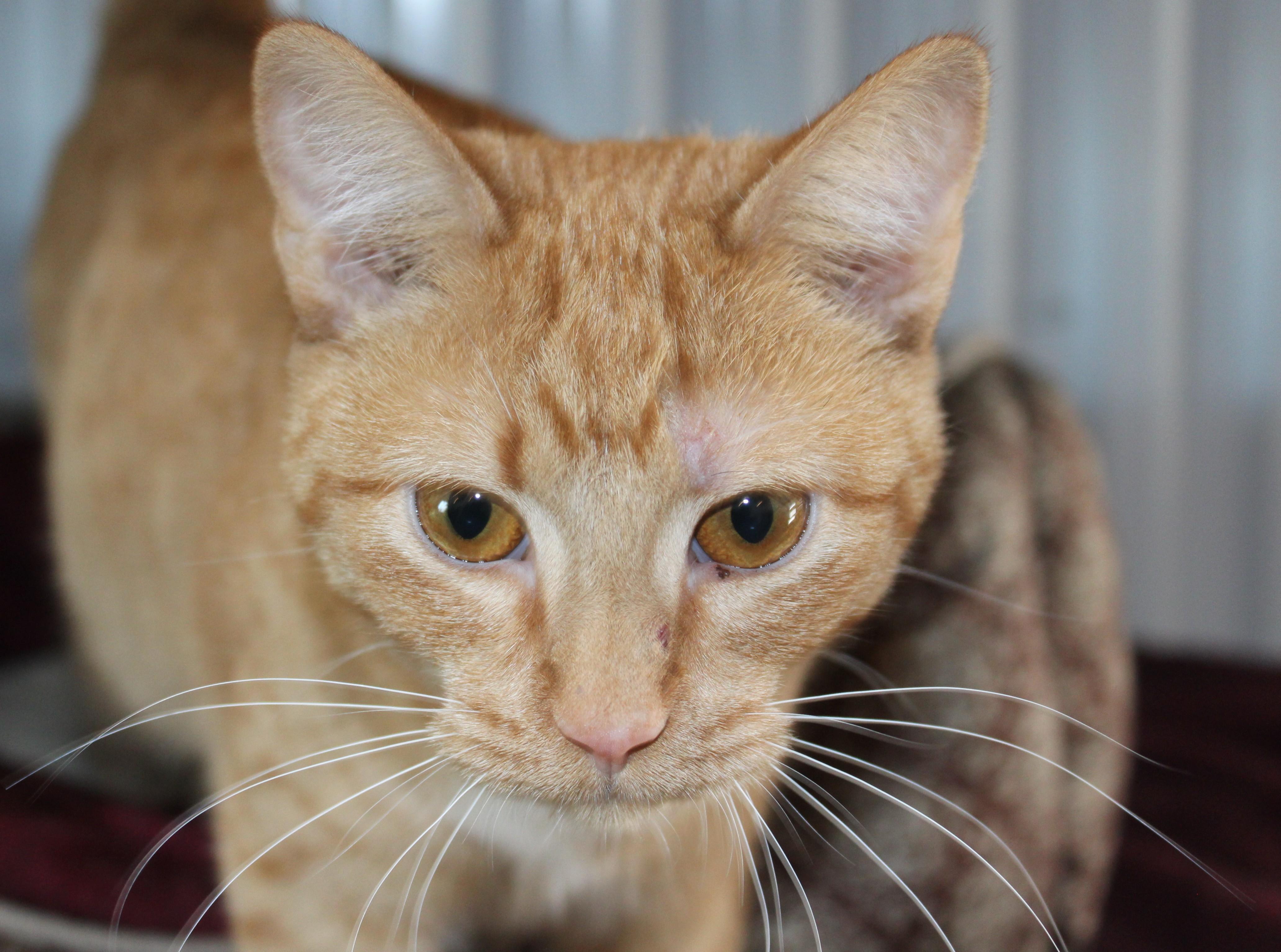 Cleo, Adoptable, Young Female Domestic Short Hair.