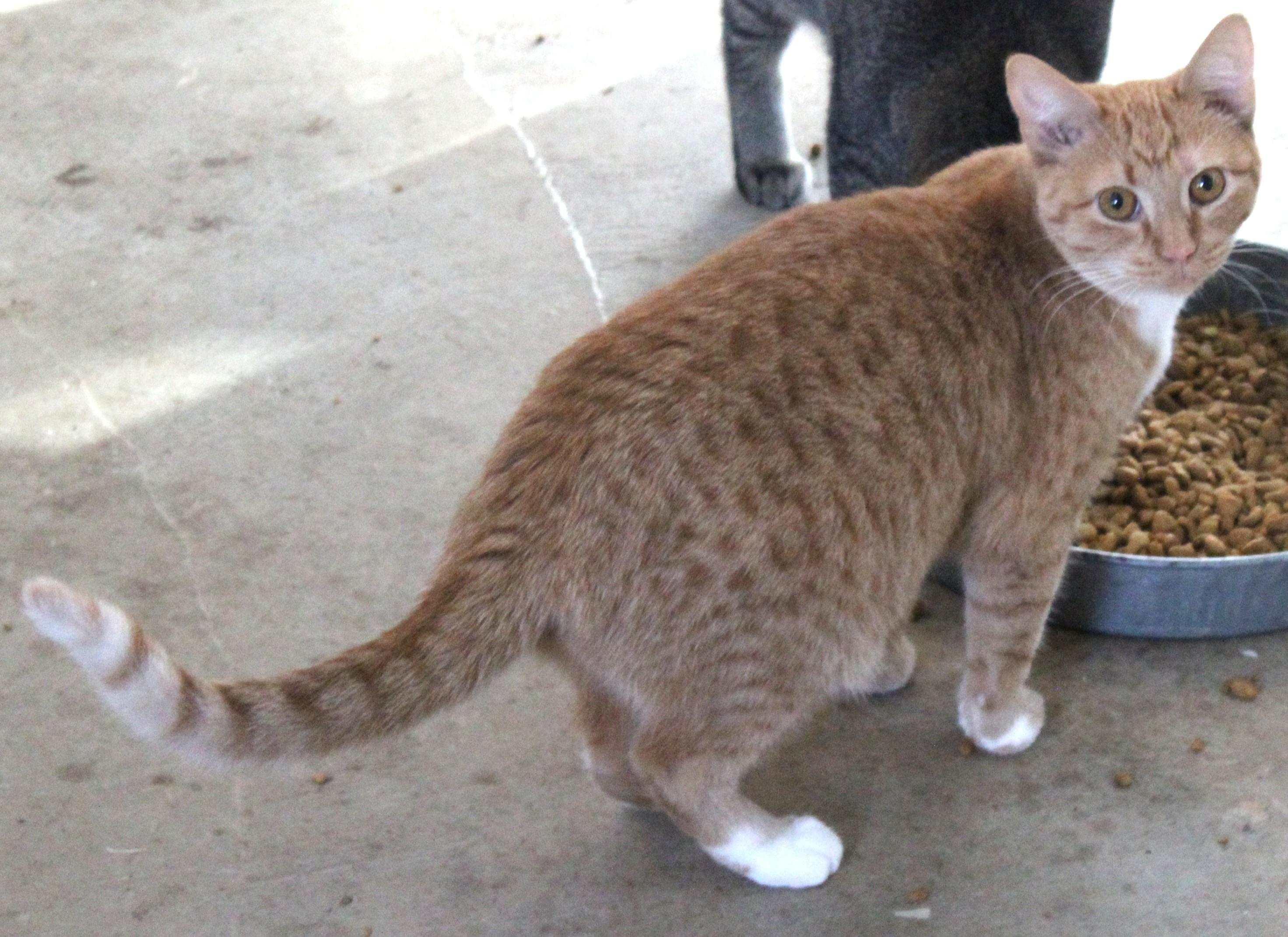 Enlarge Cleo, a Adoptable mixed breed in Huron, SD image 3/5