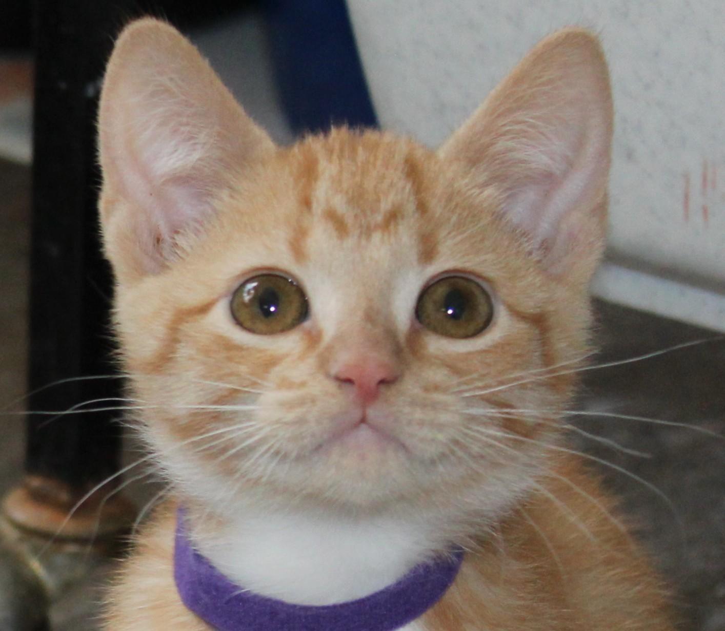 Enlarge Cleo, a Adoptable mixed breed in Huron, SD image 5/5