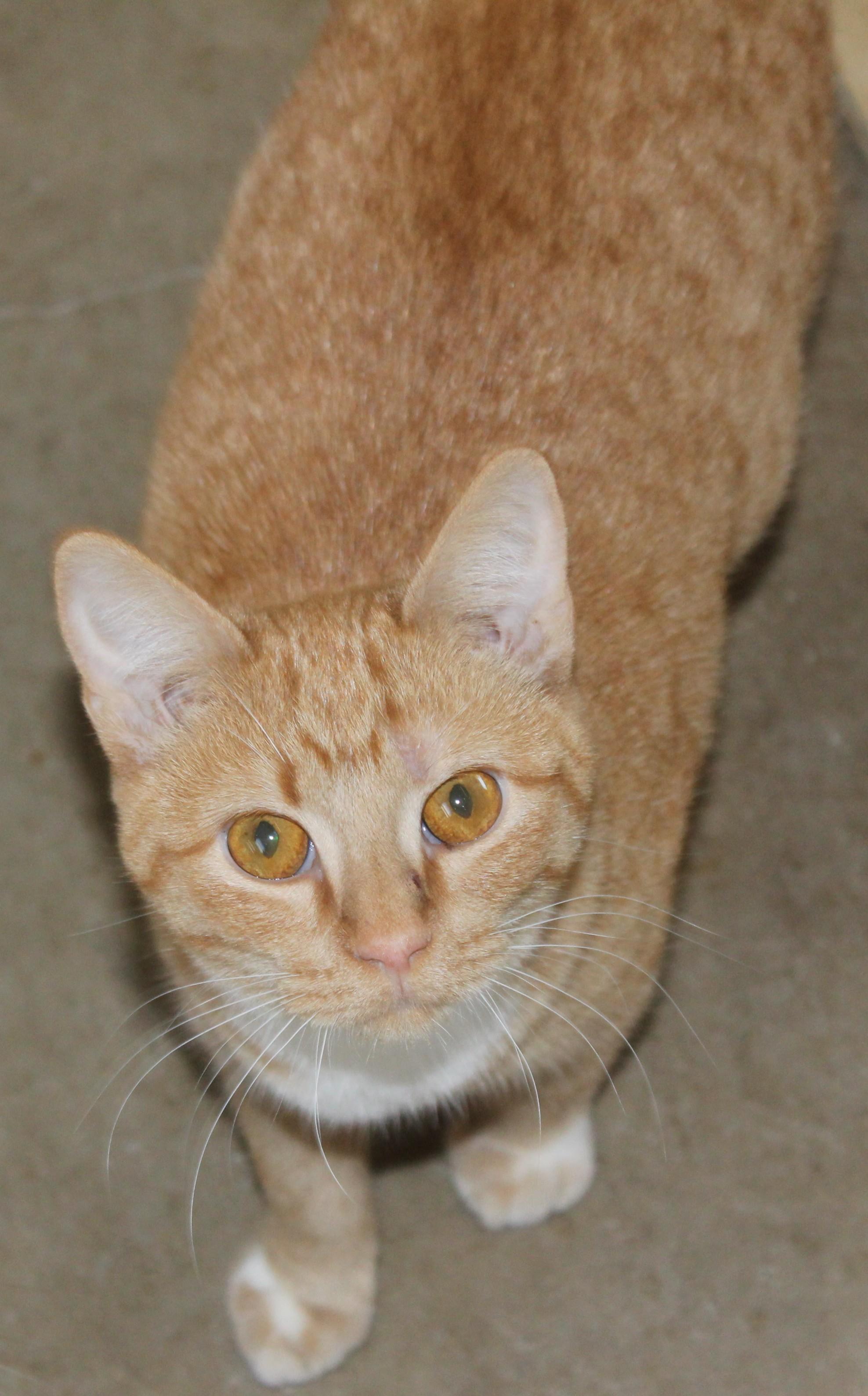 Enlarge Cleo, a Adoptable mixed breed in Huron, SD image 2/5