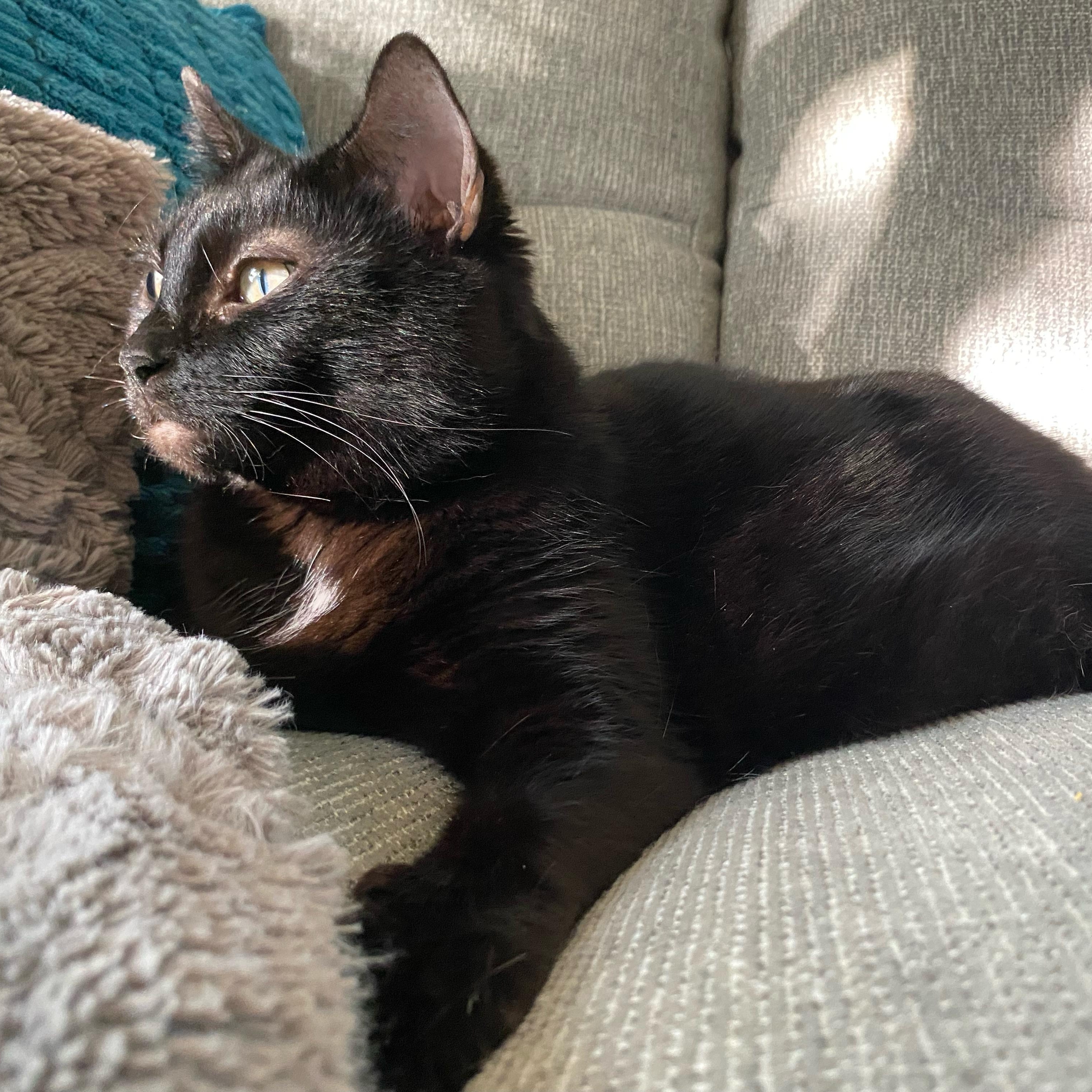 Starkiss, a Adoptable mixed breed in Wyandotte, MI image 4/5