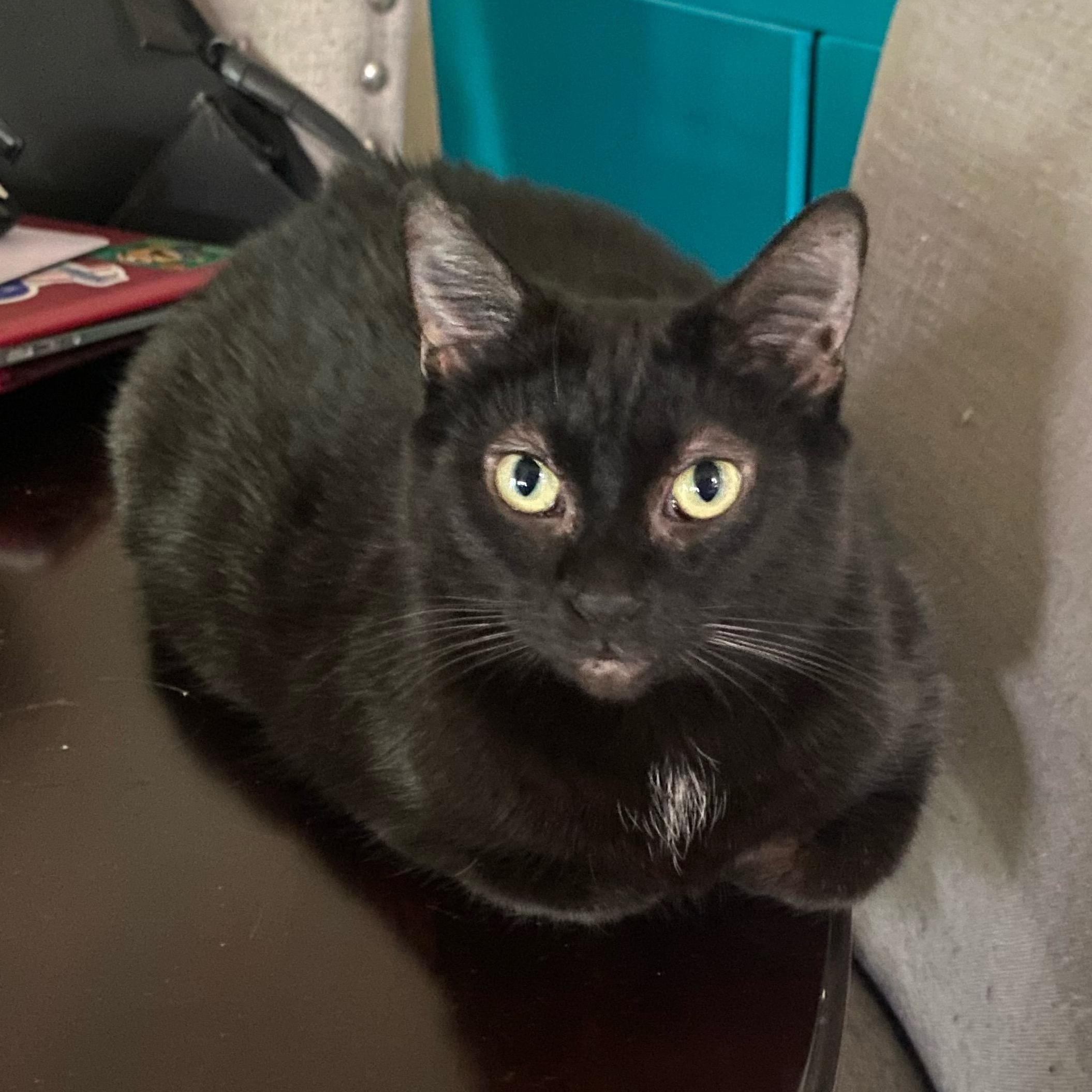 Starkiss, Adoptable, Adult Female Bombay & Domestic Short Hair.