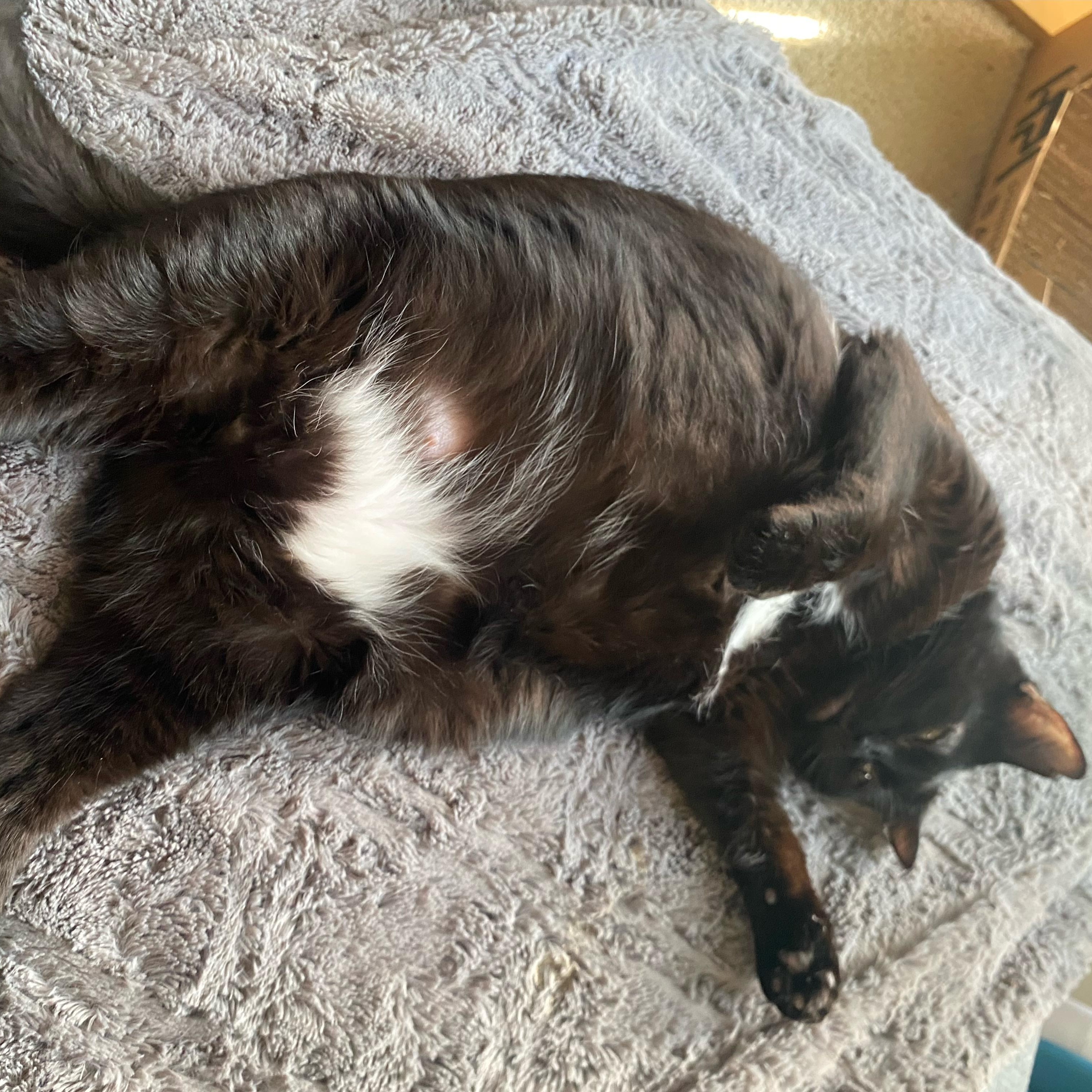Starkiss, a Adoptable mixed breed in Wyandotte, MI image 3/5