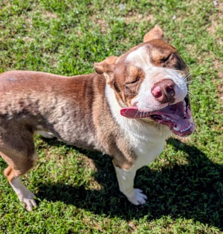Hodge, a Adoptable Husky in Colonial Heights, VA image 2/4