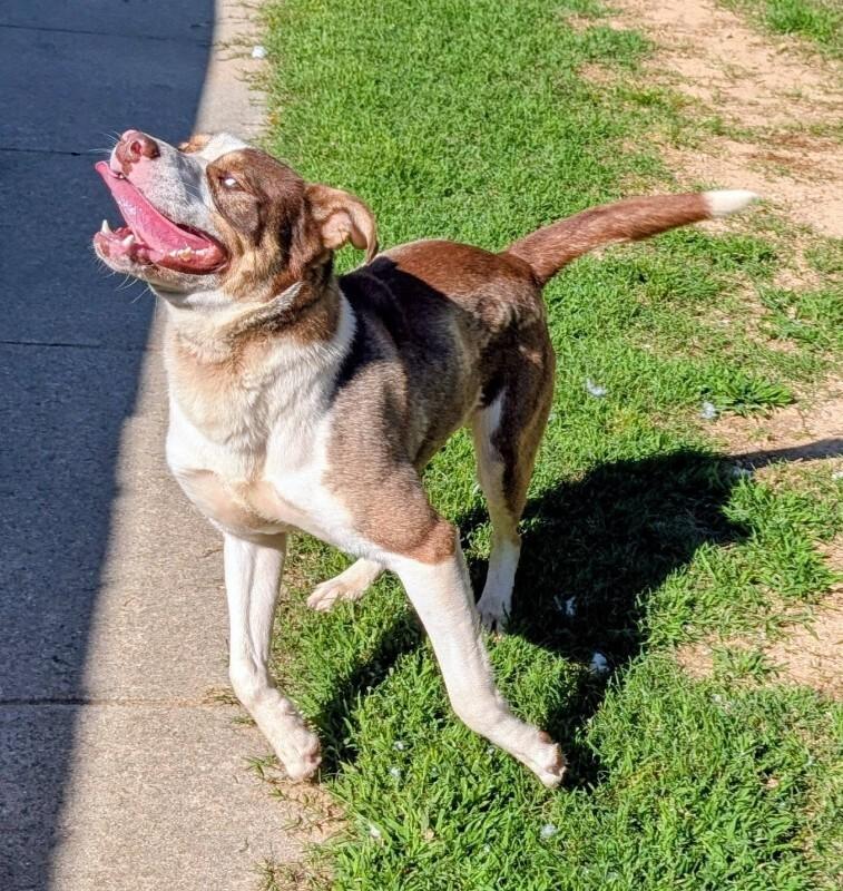 Hodge, a Adoptable Husky in Colonial Heights, VA image 3/4