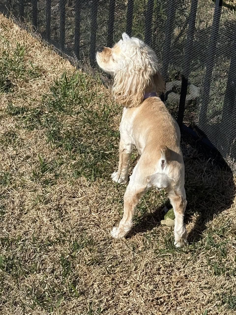Enlarge Roxie, an adopted Cocker Spaniel in Cape Coral, FL image 5/5
