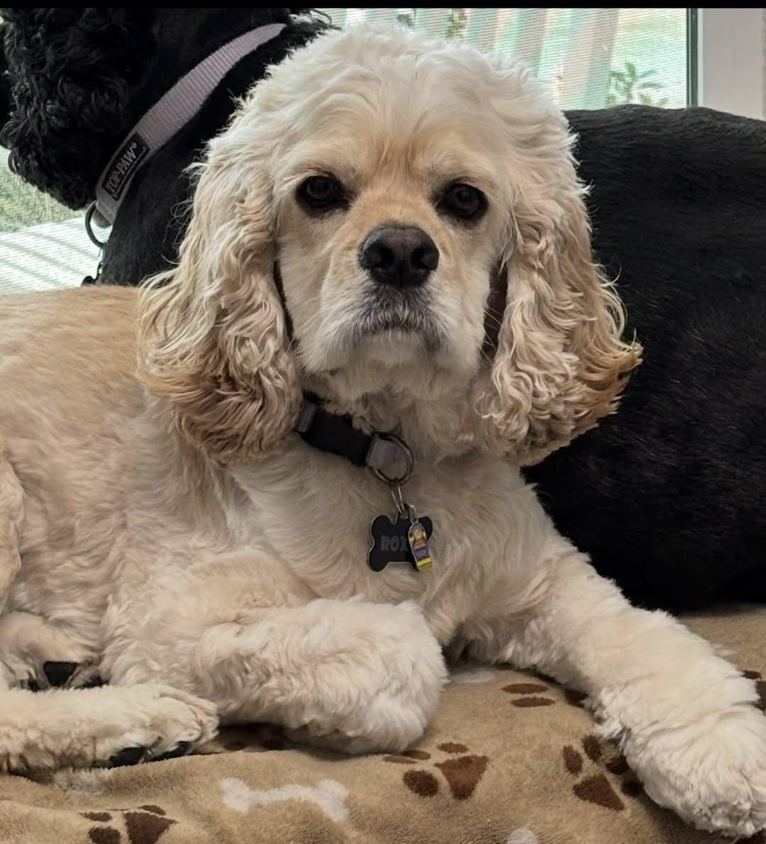 Enlarge Roxie, an adopted Cocker Spaniel in Cape Coral, FL image 1/5