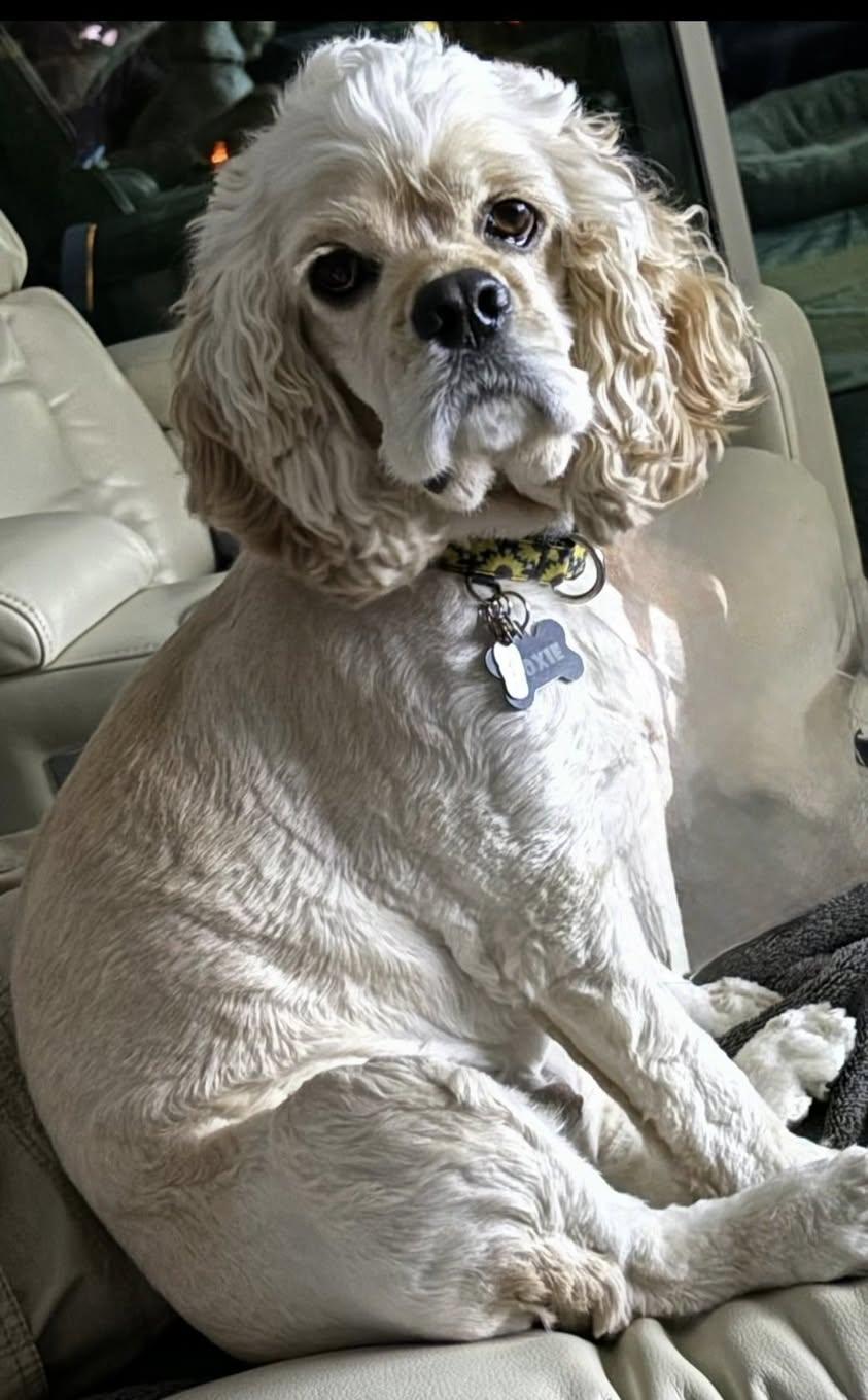 Enlarge Roxie, an adopted Cocker Spaniel in Cape Coral, FL image 2/5