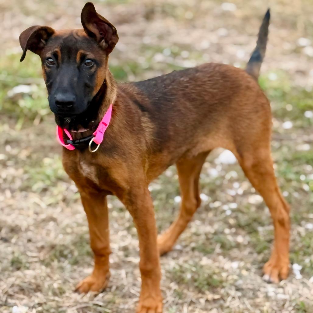 Canela, Adoptable, Young Female Belgian Shepherd / Malinois & Mixed Breed.