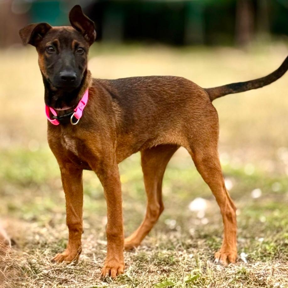 Enlarge Canela, a Adoptable mixed breed in Tomball, TX image 2/5