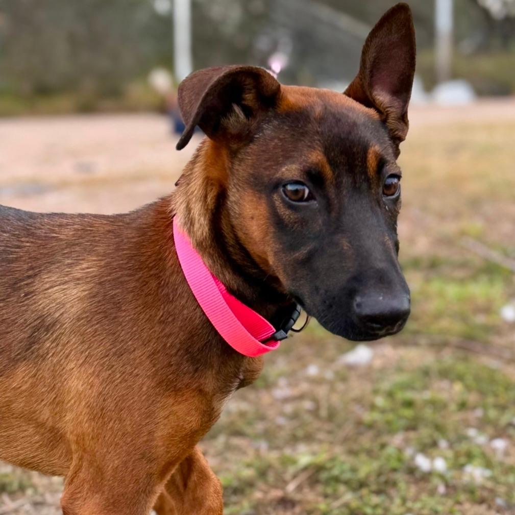 Enlarge Canela, a Adoptable mixed breed in Tomball, TX image 3/5