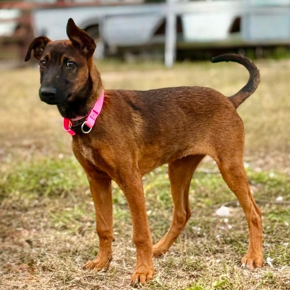 Enlarge Canela, a Adoptable mixed breed in Tomball, TX image 4/5