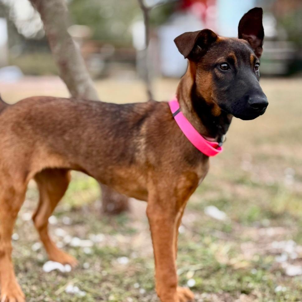 Enlarge Canela, a Adoptable mixed breed in Tomball, TX image 5/5
