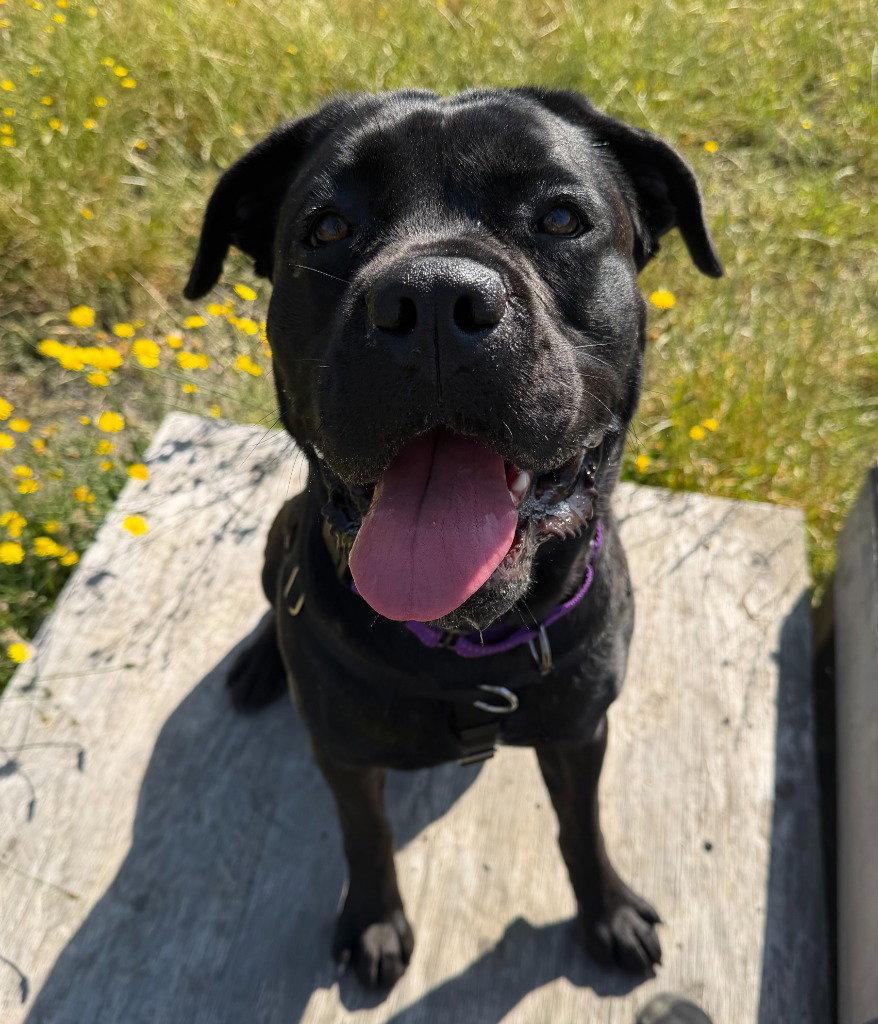 Enlarge Gemini, a Adoptable Cane Corso in St. Helens, OR image 1/1