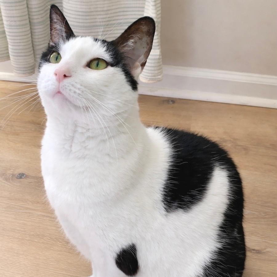 Princess (aka Patches)