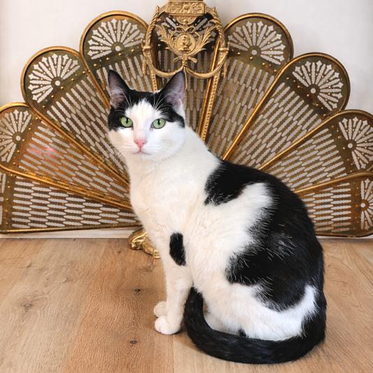 Princess (aka Patches) — thumbnail 2