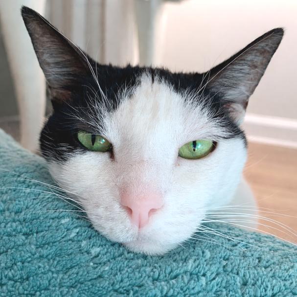 Princess (aka Patches) — thumbnail 3