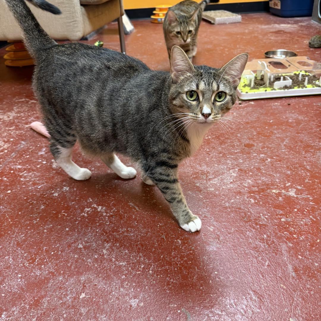 Shishito, Adoptable, Young Female Tabby.